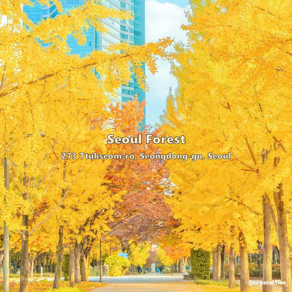 9.seoulforest.png.jpg